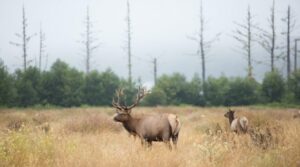 elk