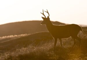 Can Deer See Infrared