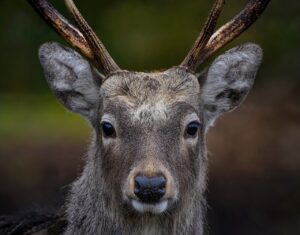 Deer Infrared