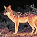 Thermal image for predator