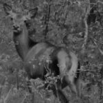 Night vision deer