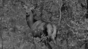 Night vision deer