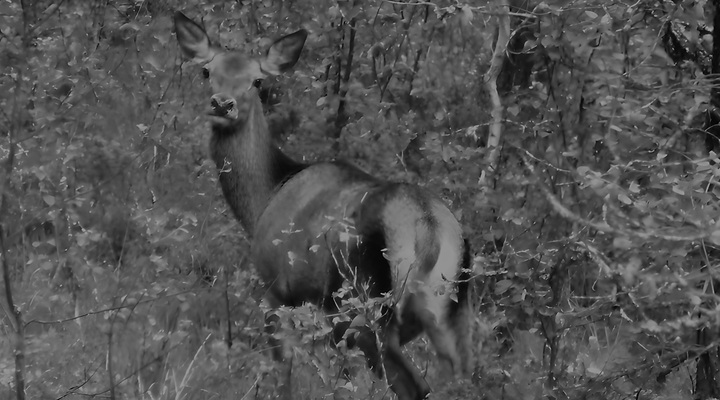 Night vision deer