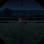 Hunting a fox at night