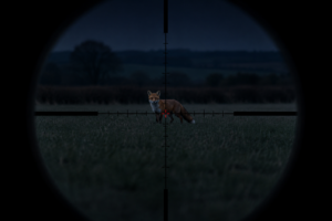 Hunting a fox at night