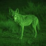 Green Night vision image