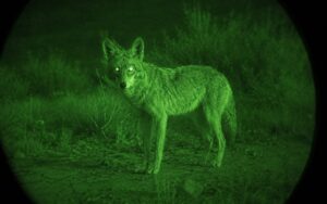 Green Night vision image
